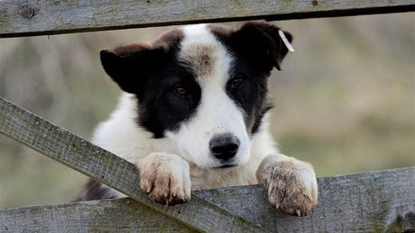 Köpek Severler İçin: Sadakat ve Enerjinin Tarzla Buluştuğu Nokta